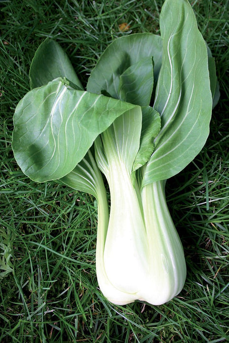Cabbage, Seeds, Pak Choi -  Taisai - Caribbean garden seed