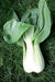 Cabbage, Seeds, Pak Choi -  Taisai - Caribbean garden seed