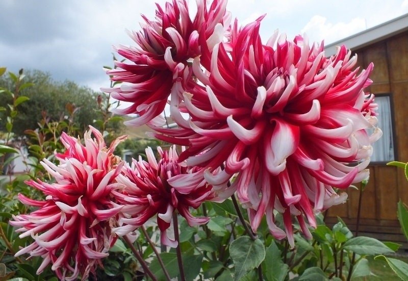 Cactus Dahlia Friquolet ( Tuber) deep-red double flowers feature tightly-rolled petals with white-dipped tips. Great Cut Flowers !
