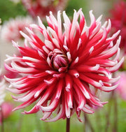 Cactus Dahlia Friquolet ( Tuber) deep-red double flowers feature tightly-rolled petals with white-dipped tips. Great Cut Flowers !