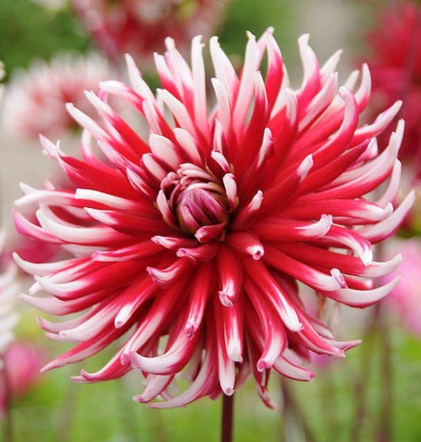 Cactus Dahlia Friquolet ( Tuber) deep-red double flowers feature tightly-rolled petals with white-dipped tips. Great Cut Flowers !