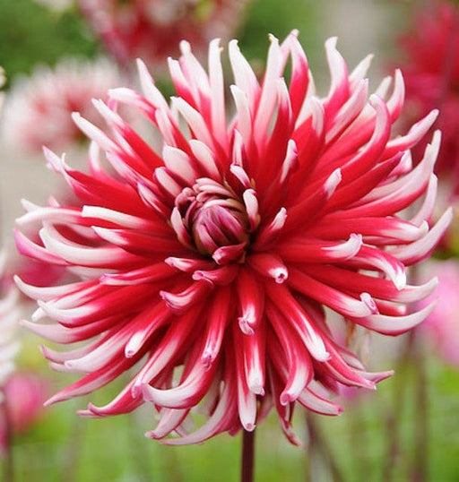Cactus Dahlia Friquolet ( Tuber) deep-red double flowers feature tightly-rolled petals with white-dipped tips. Great Cut Flowers !
