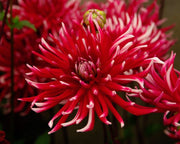 Cactus Dahlia Friquolet ( Tuber) deep-red double flowers feature tightly-rolled petals with white-dipped tips. Great Cut Flowers !