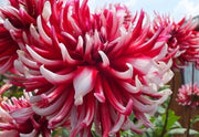 Cactus Dahlia Friquolet ( Tuber) deep-red double flowers feature tightly-rolled petals with white-dipped tips. Great Cut Flowers !