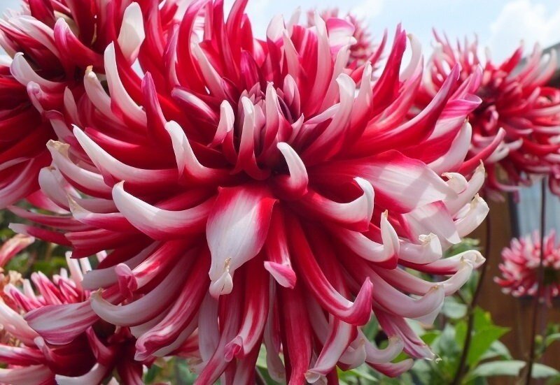 Cactus Dahlia Friquolet ( Tuber) deep-red double flowers feature tightly-rolled petals with white-dipped tips. Great Cut Flowers !