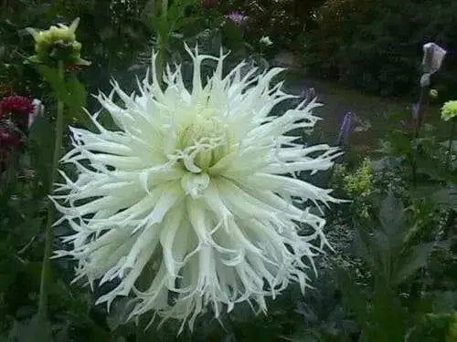 Cactus dahlia "tsuki yori no shisha" ( 2 Tuber/Plant ) Giant Flowers - Caribbean garden seed