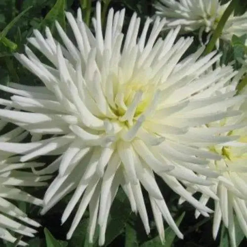 Cactus dahlia "tsuki yori no shisha" ( 2 Tuber/Plant ) Giant Flowers,Great Cut Flower - Caribbeangardenseed