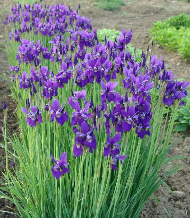 Caesar's Brother' Siberian iris ('Bareroot) ,Perennial FLOWERS - Caribbean garden seed