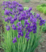 Caesar's Brother' Siberian iris ('Bareroot) ,Perennial FLOWERS - Caribbean garden seed