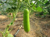 Calabash Long" Edible bottle gourd ,Asian vegetable seed - Caribbeangardenseed