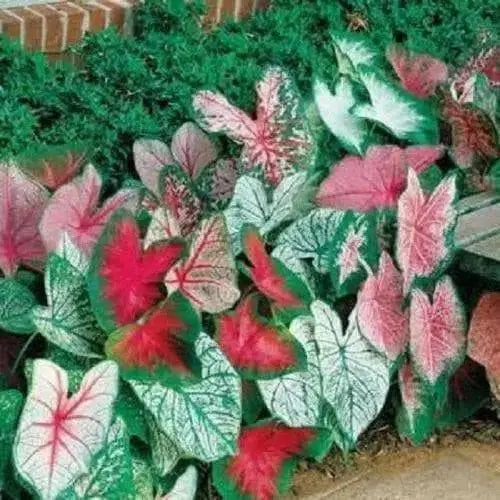 Caladium -ALL SESSON MixED ( Bulbs) ANNUAL HOUSEPLANT - Caribbean garden seed