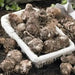 Caladium Blaze ( Bulbs) tropical foliage plants - Caribbean garden seed