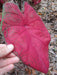 Caladium 'Brandywine'(5 Bulbs) Fancy Leaf Caladium - Caribbeangardenseed