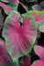 Caladium 'Brandywine'(5 Bulbs) Fancy Leaf Caladium - Caribbeangardenseed