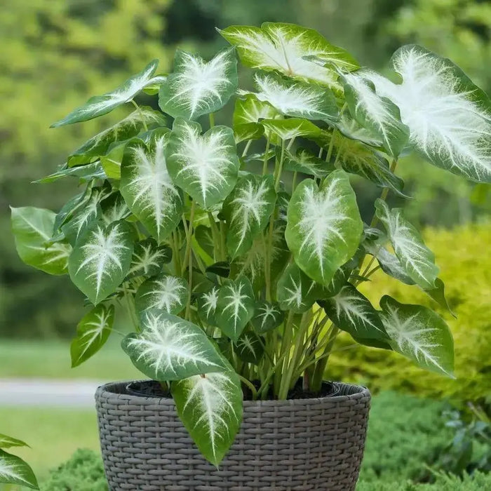 Caladium Aaron .( Bulbs) Thrives in Heat and Humidity - Caribbeangardenseed