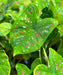 CALADIUM BULBS-FLORIDA CLOWN, TROPICAL HOUSE PLANT - Caribbean garden seed