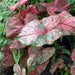 Caladium Bulbs (Pink Cloud) Tropical foliage - Caribbean garden seed