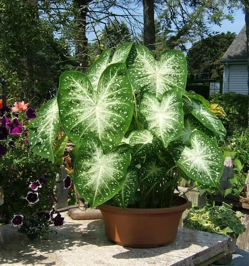 Caladium Bulbs,GREY GHOST (3 Bulbs) TROPICAL FOLIAGE - Caribbean garden seed