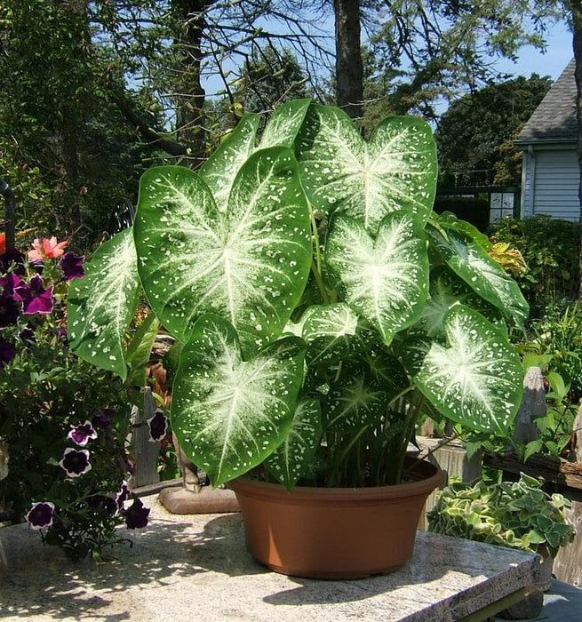 Caladium Bulbs,GREY GHOST (3 Bulbs) TROPICAL FOLIAGE - Caribbeangardenseed