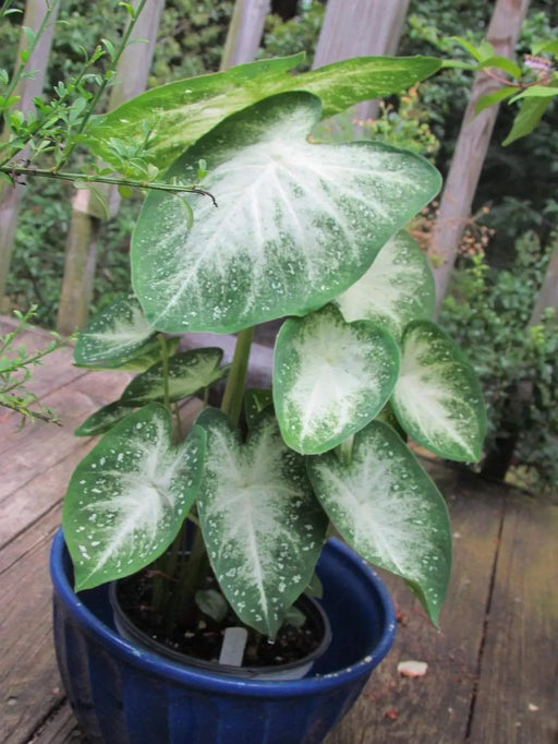 Caladium Bulbs,GREY GHOST (3 Bulbs) TROPICAL FOLIAGE - Caribbeangardenseed