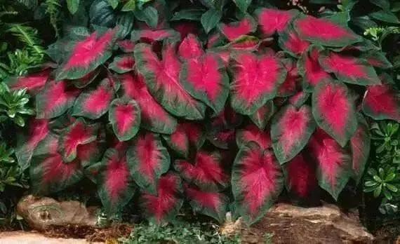 Caladium Fancy leaf Buck ( Bulbs) tropical foliage - Caribbean garden seed