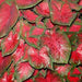 Caladium Fancy leaf,Postman Joyner (6 Bulbs) Thrives in Heat and Humidity - Caribbeangardenseed