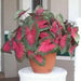 Caladium Florida Cardinal,(6 Bulbs) tropical foliage plant - Caribbean garden seed