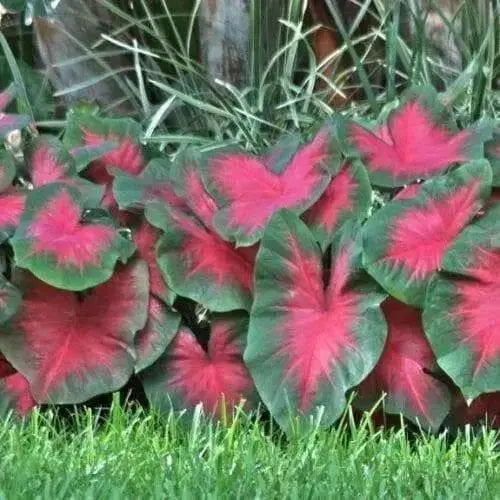 Caladium Florida Cardinal,(6 Bulbs) tropical foliage plant - Caribbean garden seed