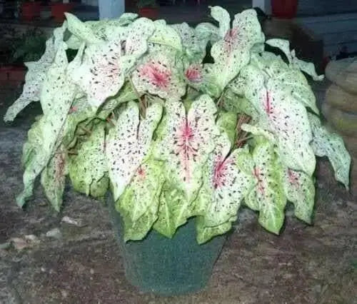 Caladium Miss Muffett ( Bulbs) tropical foliage plant - Caribbean garden seed