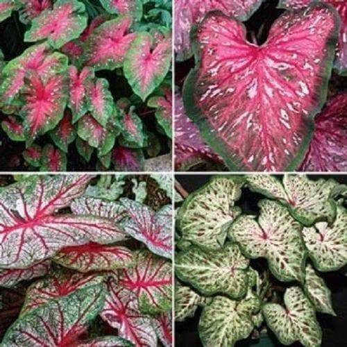 Caladium -SMALL Mix ,( Bulbs) Thrives in Heat and Humidity - Caribbeangardenseed