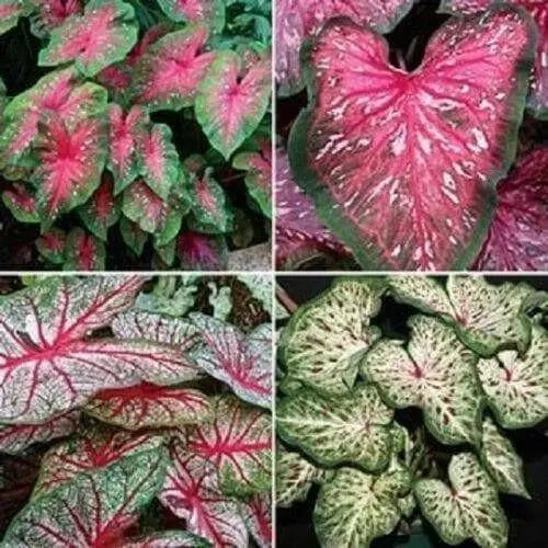 Caladium Tropical Mix ,( Bulbs) Thrives in Heat and Humidity - Caribbean garden seed