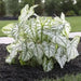 Caladium white christmas,(Bulbs) Thrives in Heat and Humidity - Caribbeangardenseed