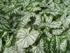 Caladium white christmas,(Bulbs) Thrives in Heat and Humidity - Caribbeangardenseed