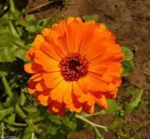 Calendula Seeds, ‘Ball’s Orange’ (Calendula officinalis) edible Flowers - Caribbeangardenseed