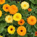 Calendula  seeds‘Fiesta Gitana’ (Calendula officinalis) edible Flowers,Pot Marigold. - Caribbean garden seed