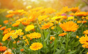 Calendula Seeds‘Pacific Beauty Mix’ (Calendula officinalis) - Caribbeangardenseed