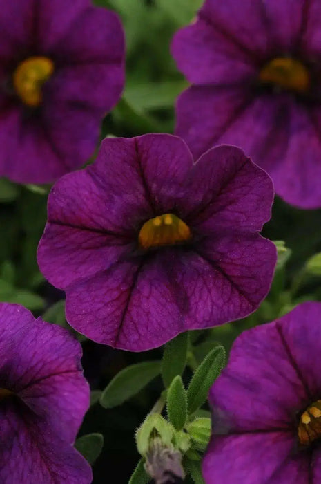 Calibrachoa Kabloom Deep Blue - flowers seeds - Caribbean garden seed