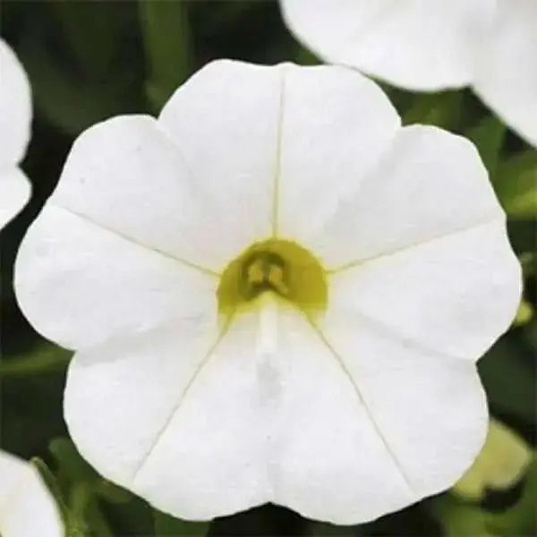 Calibrachoa Kabloom Deep White - flowers seeds - - Caribbean garden seed