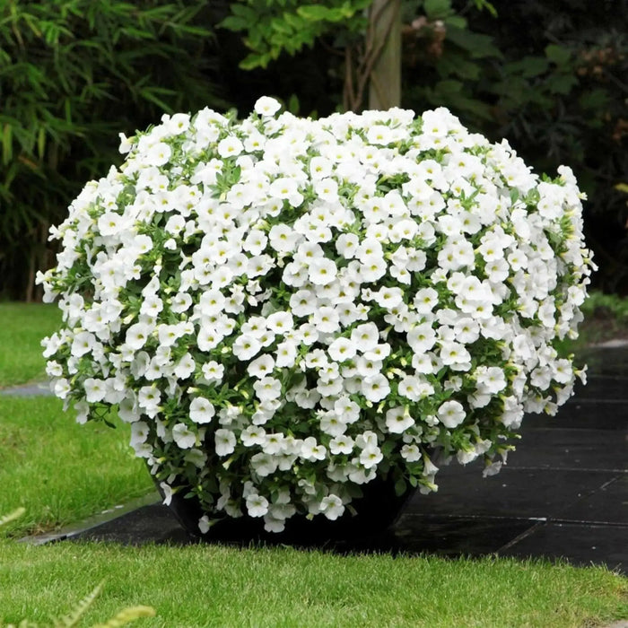 Calibrachoa Kabloom Deep White - flowers seeds - - Caribbean garden seed