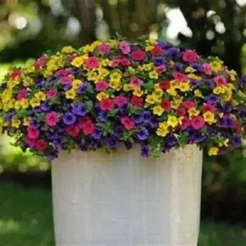 Calibrachoa Paradise Island  Flowers - Caribbean garden seed