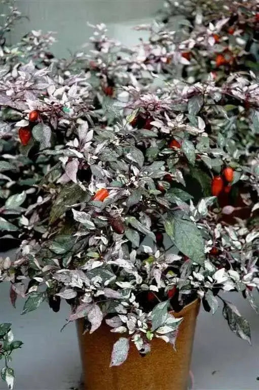 CALICO PEPPER SEEDS (Capsicum annuum) hot ornamental - Caribbean garden seed