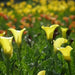 Calla Lily bulb ,Florex Gold, tropical bloom - Caribbean garden seed
