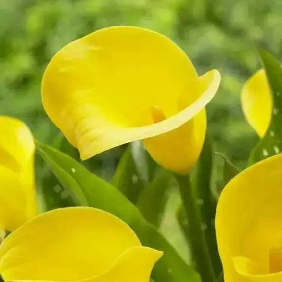 Calla Lily bulb ,Florex Gold, tropical bloom - Caribbean garden seed