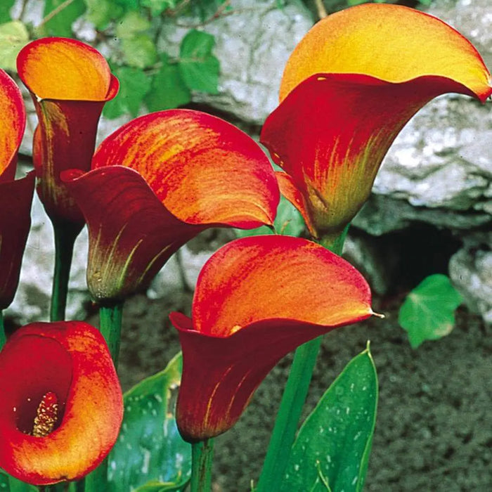 Calla Lilies "FLAME" (2 bulbs ) Exelent for Pots and Planters - Caribbeangardenseed