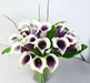 Calla Lily Picasso (2 bulbs ) Exelent for Pots and Planters - Caribbean garden seed