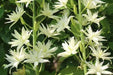 Camassia Leichtlini Alba - Quamash seeds, great perennials. - Caribbean garden seed