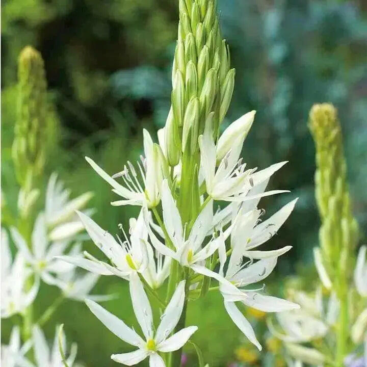 Camassia leichtlinii ' Alba' - Wild Hyacinth Bulbs - Caribbeangardenseed