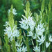 Camassia leichtlinii ' Alba' - Wild Hyacinth Bulbs - Caribbeangardenseed