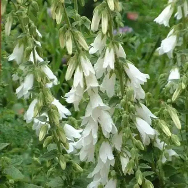 Campanula alliariifolia - Beautiful,rare Bellflowerâunique creamy white bells . flowers held on strong stems , excellent for cutting.â - Caribbean garden seed