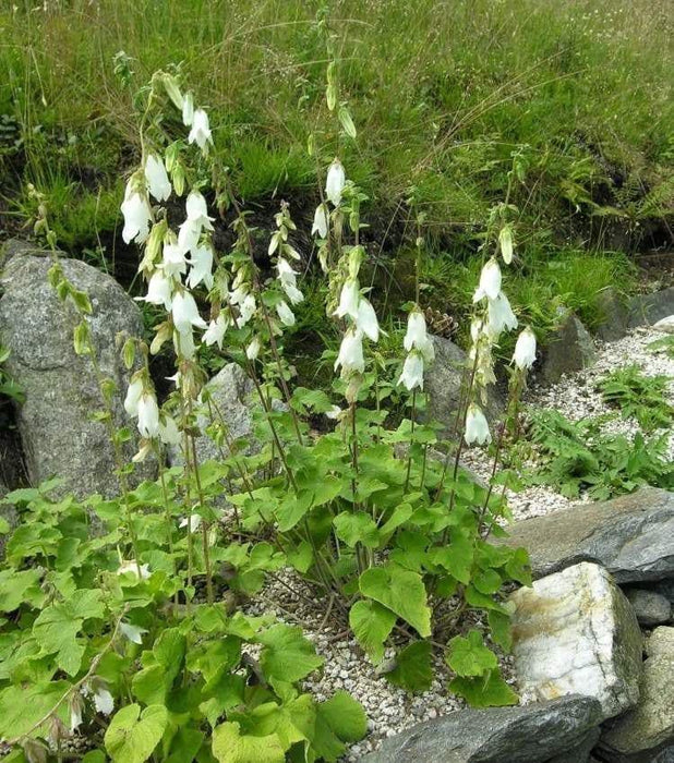 Campanula alliariifolia - Beautiful,rare Bellflowerâunique creamy white bells . flowers held on strong stems , excellent for cutting.â - Caribbeangardenseed